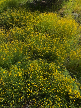 Apr 2 - Ugh! Stinknet in bloom (See prev photo-Mar 19). A single plant can contain up to 4000 flower balls (Wikipedia); each ball is hundreds of seeds.